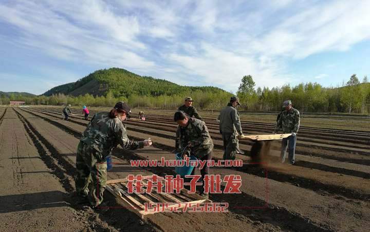 花卉种子播种露地苗床