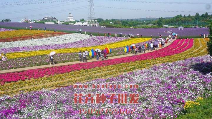 野花组合花海效果