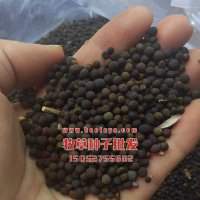光叶紫花苕种子