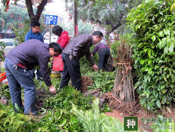 诚信缺失是苗木行业的最大问题