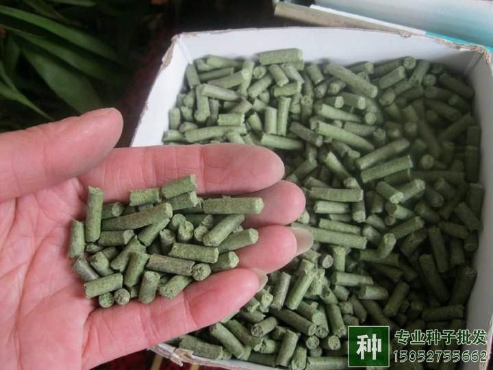 牧草如何喂养？如何调青储饲料？