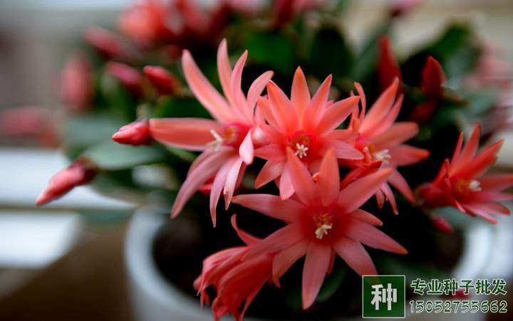 氮、磷、钾对花卉有什么作用?