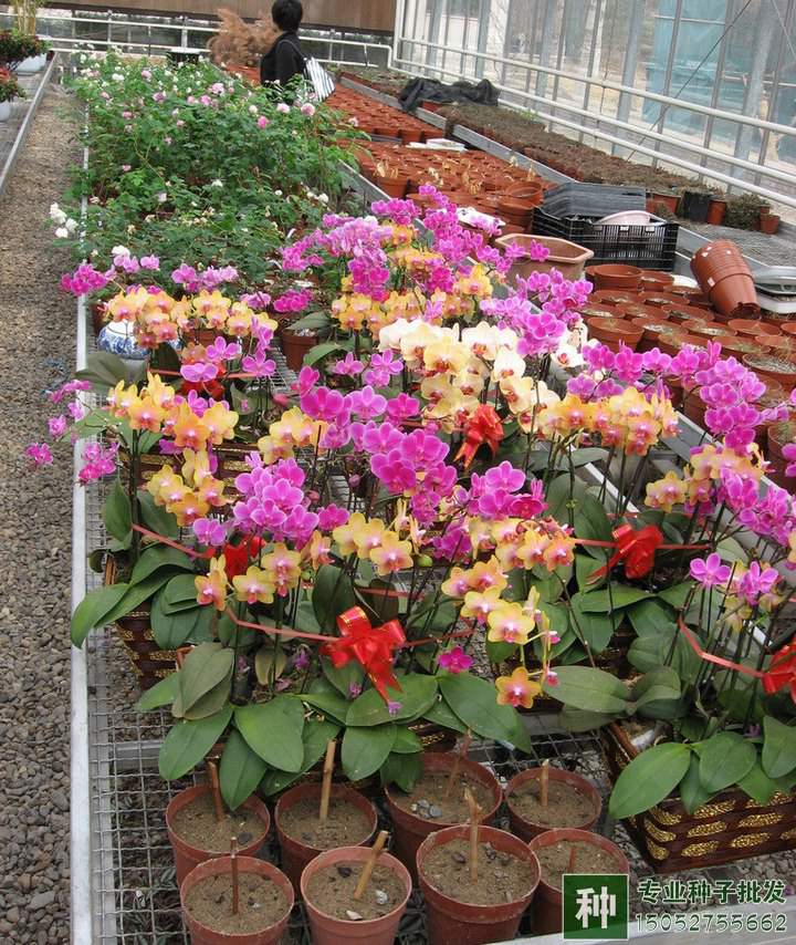 氮、磷、钾对花卉有什么作用?