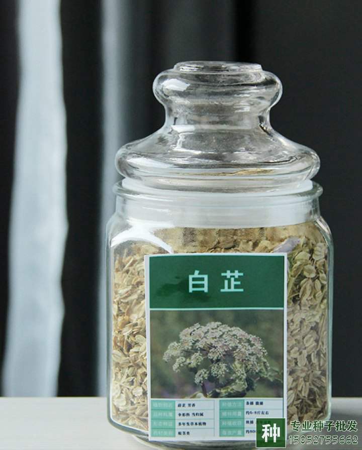 优质白芷种子批发