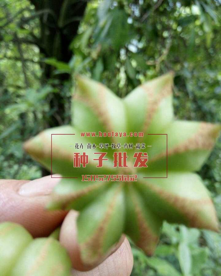 新鲜的八角茴香种子