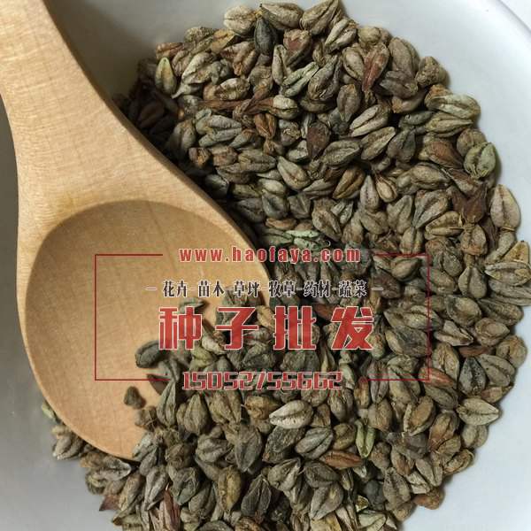 苦荞麦种子