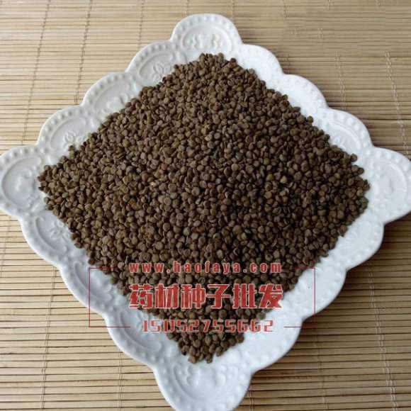 蛇灭门种子