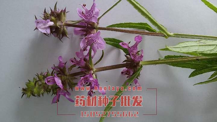 益母草种植