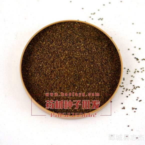 菟丝子种子