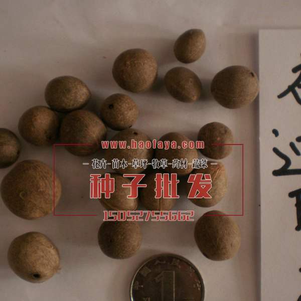 布迪椰子种子
