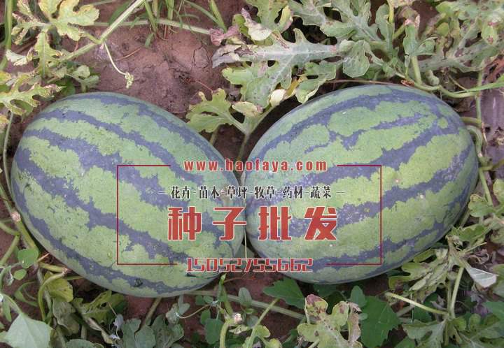 西瓜种子播种