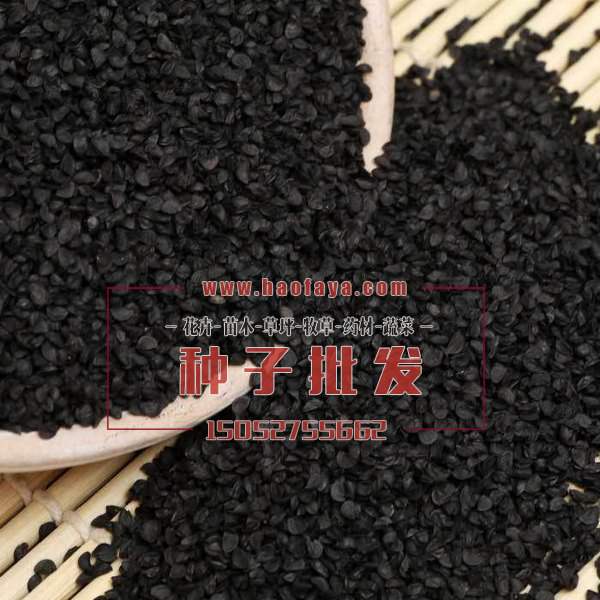香葱种子