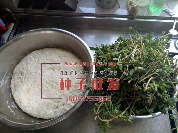 马菜食用价值很高