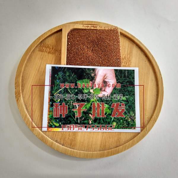 荠菜种子