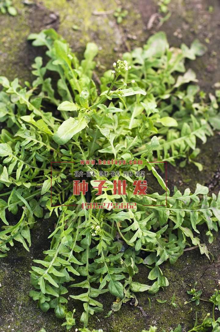 荠菜是一种保健野菜