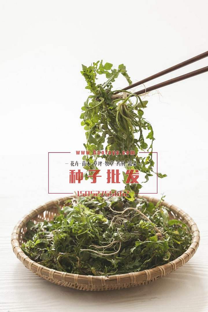 荠菜种子很多人都想种