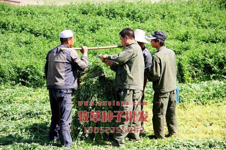 紫花苜蓿种植