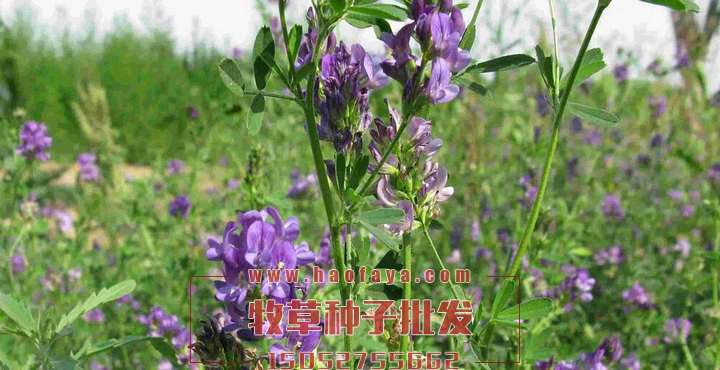 优质紫花苜蓿种子批发