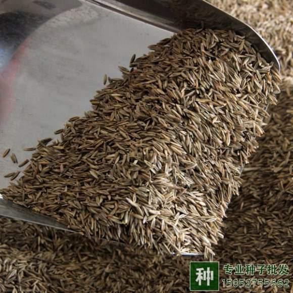 鼠茅草种子