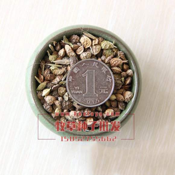 红豆草种子