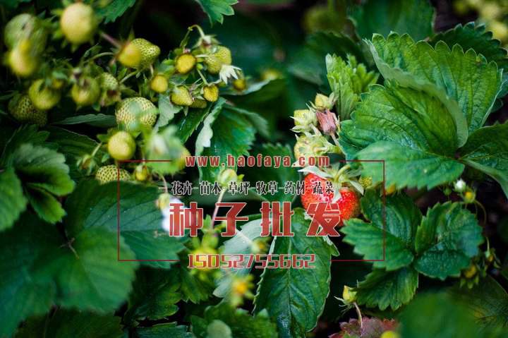 草莓种植播种方法