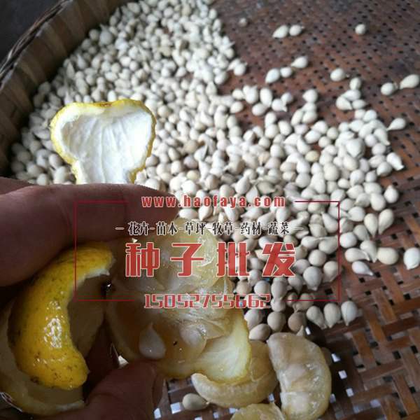 橙子种子