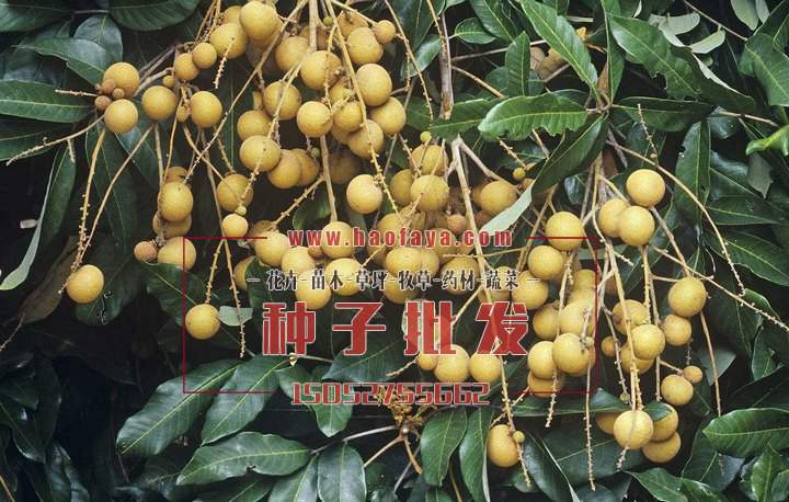 桂圆种子播种栽培技术