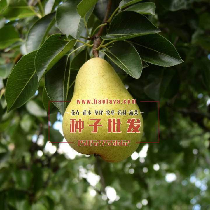 梨树种植技术