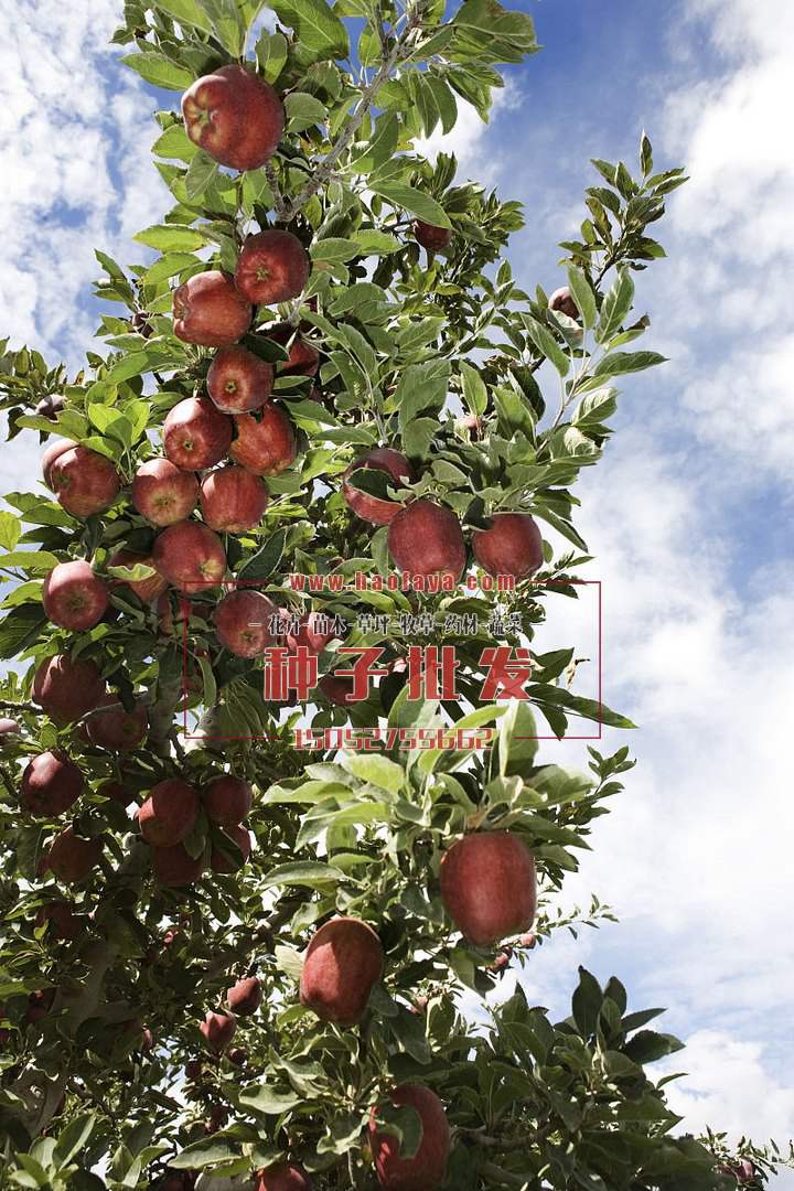 苹果树种植技术