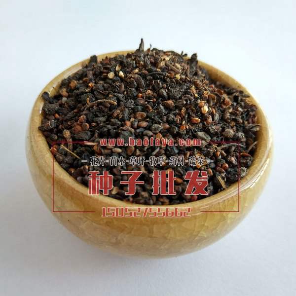 树莓种子