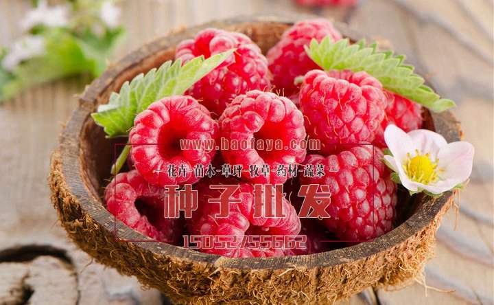 树莓营养价值及功效作用