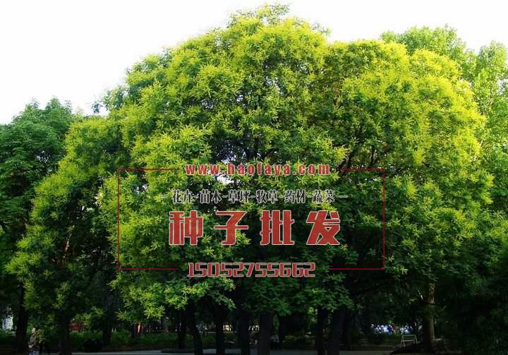 北京栾树