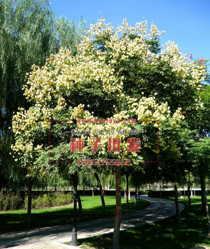 北京栾树种植技术