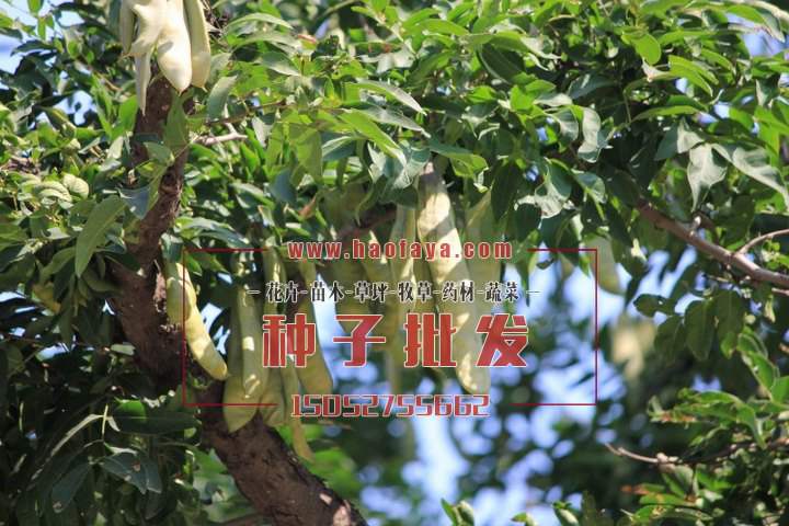 大皂角树