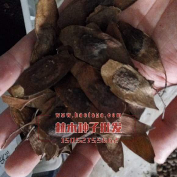 黄花梨种子