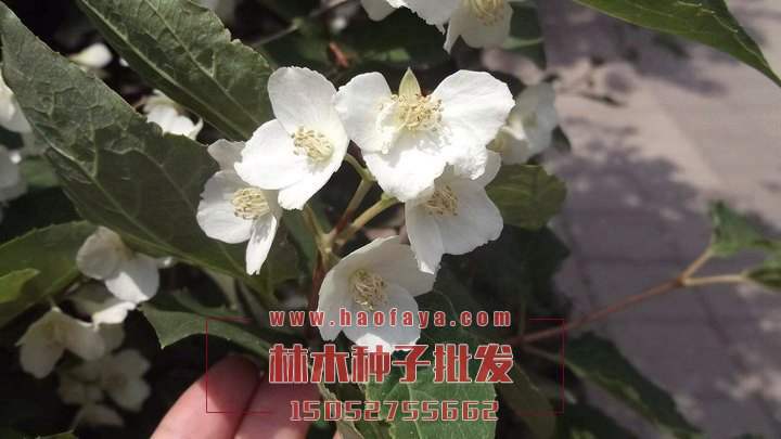 四照花种植技术