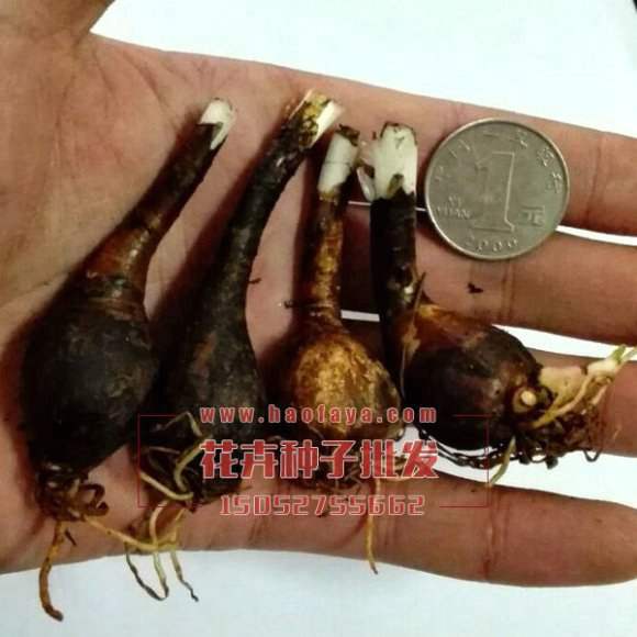 大花葱兰种根