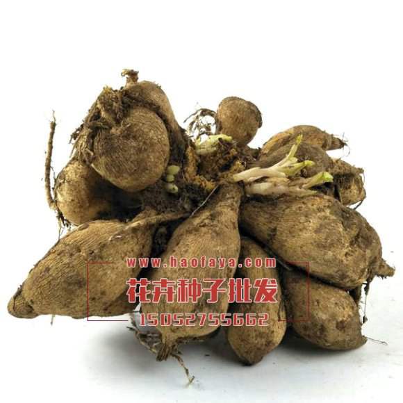 大丽花种根