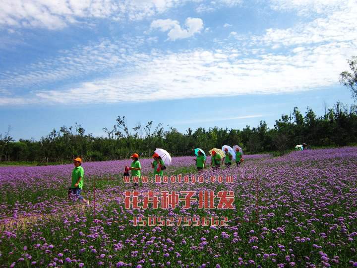 柳叶马鞭草种植技术