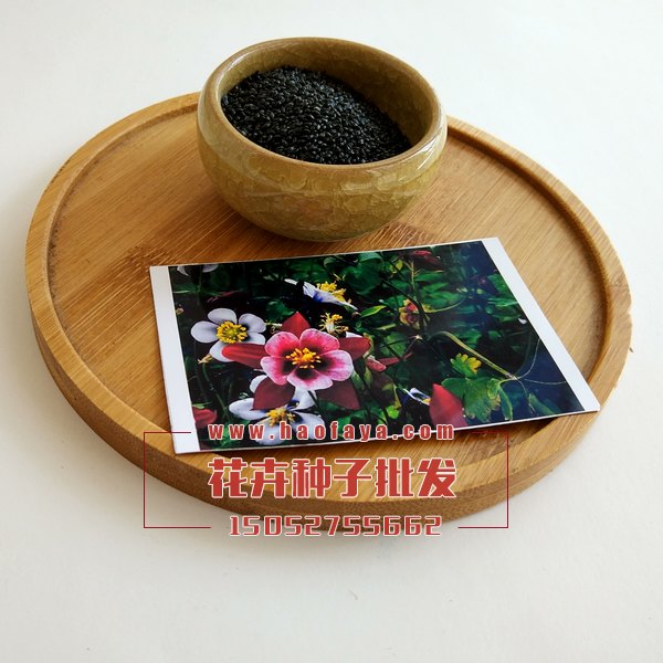 大花耧斗菜种子