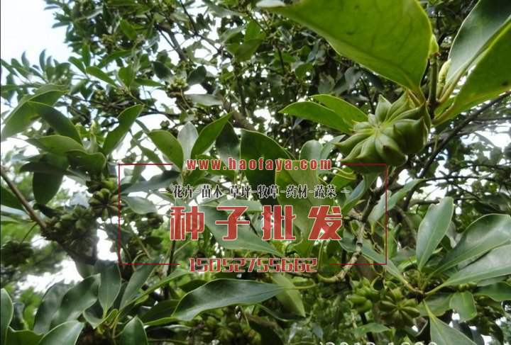 八角茴香树