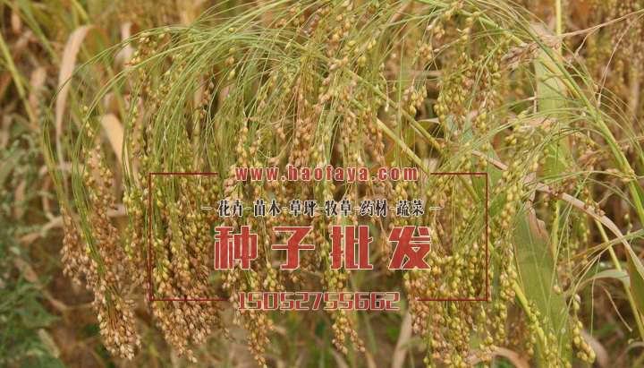 糜子种植
