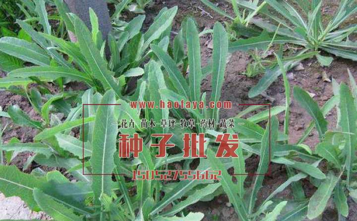 苦菜种子