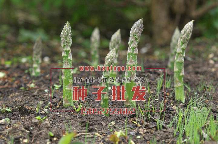 芦笋种子
