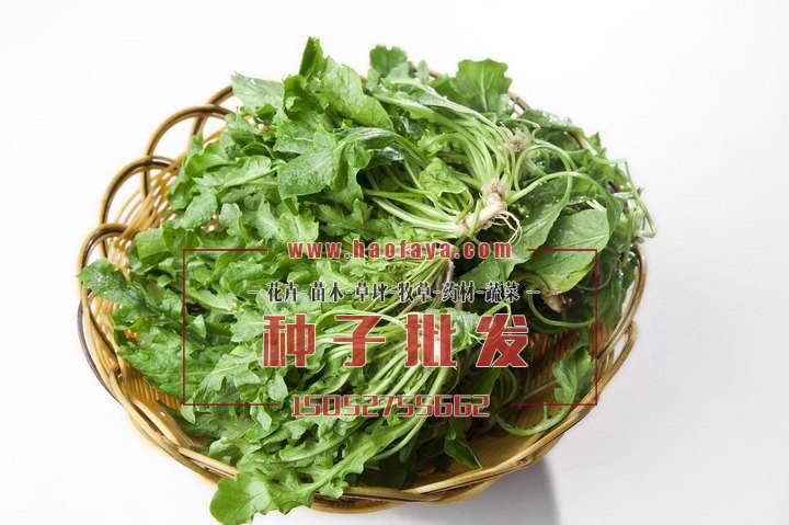 荠菜种子