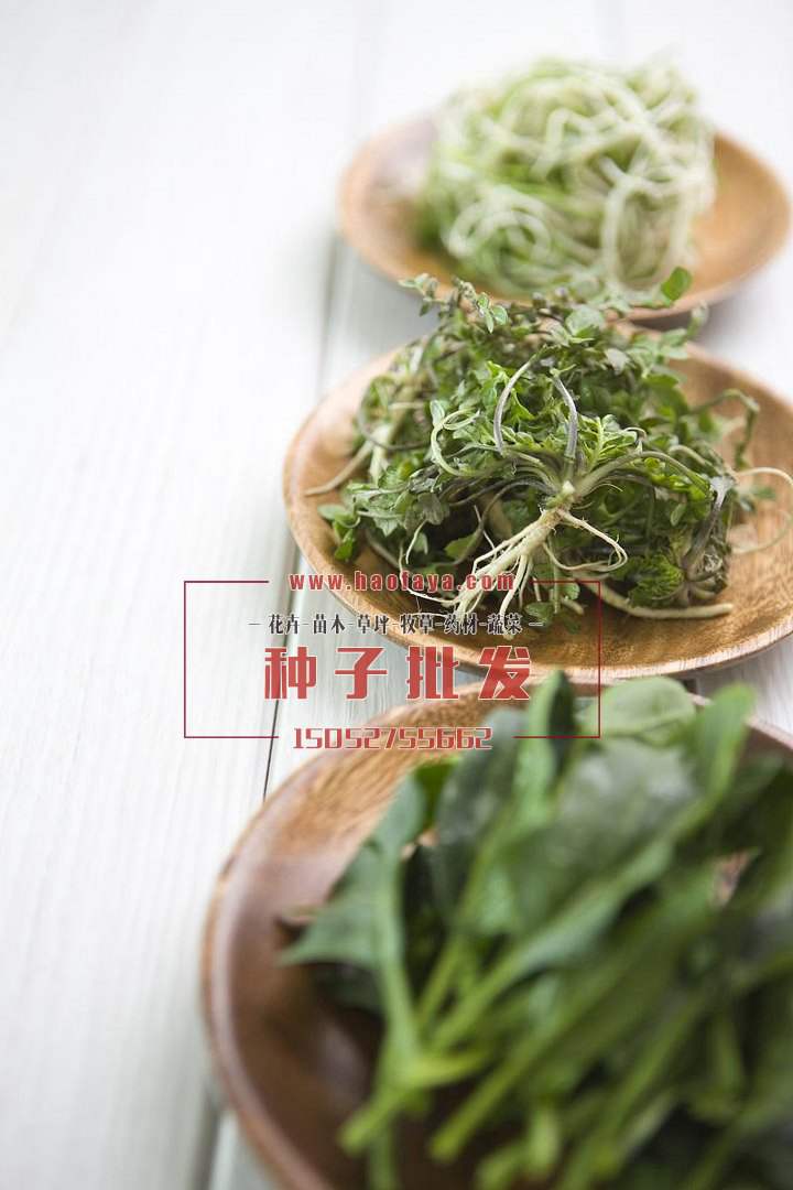 荠菜营养价值很高
