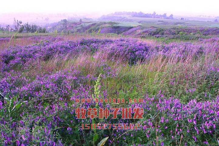 长柔毛野豌豆种植