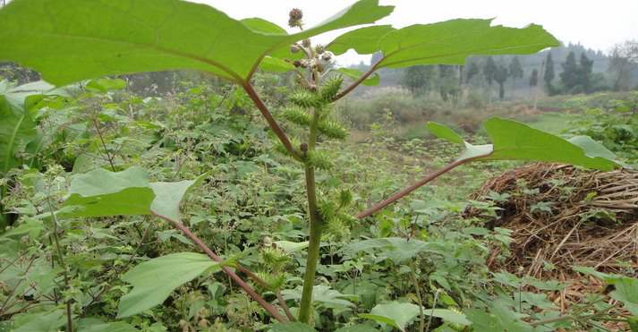 苍耳种植