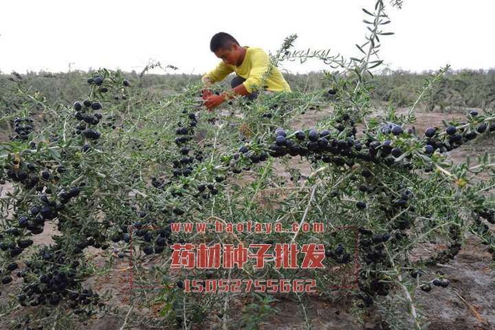 黑枸杞种植技术