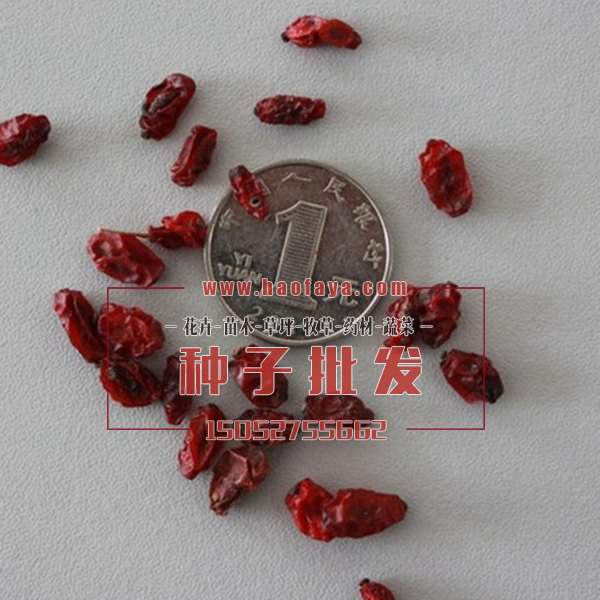 红叶小檗种子